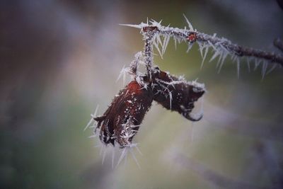 Close-up of spider on web