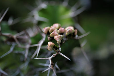 Close-up of flowering plant