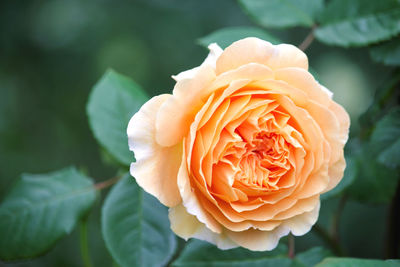 Close-up of rose flower