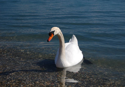 Swan swimming in lake