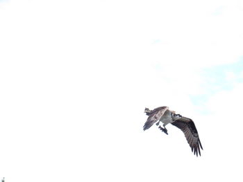 Bird flying in sky