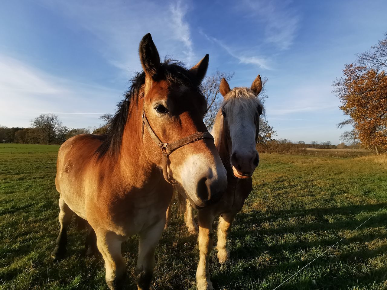 HORSES STANDING IN FIELD