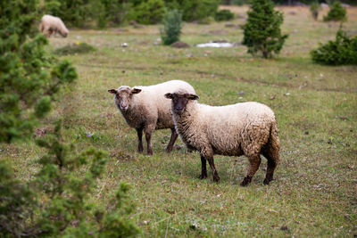 Sheep grazing on field