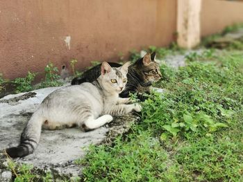 Cat sitting on a land