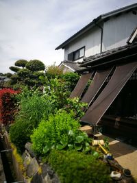 Plants and trees by building against sky