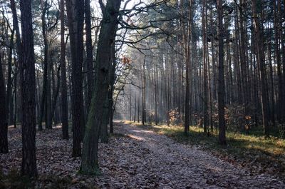 Trees in forest against sky