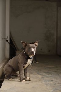 Dog looking away while sitting on floor at home