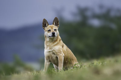 Portrait of dog relaxing on field