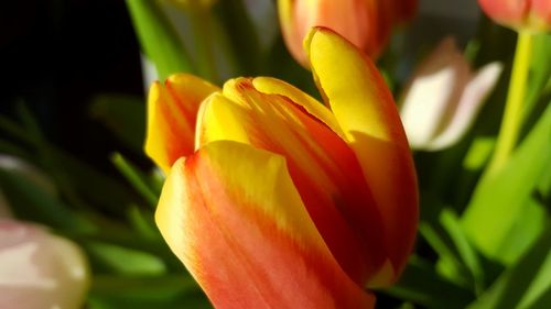 Close-up of day lily blooming outdoors