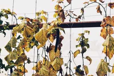 Low angle view of leaves