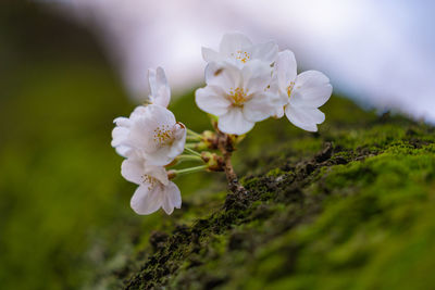 Close-up of white cherry blossoms