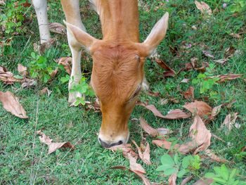 High angle view of a horse on field