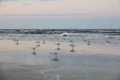 Seagulls on beach