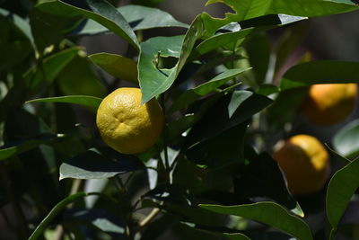 Close-up of fruit growing on plant
