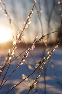 Close-up of stalks against sky during sunset