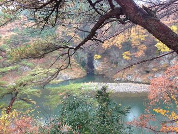 Trees growing in forest during autumn