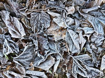 Full frame shot of autumn leaves
