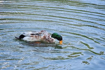 Duck swimming in a lake