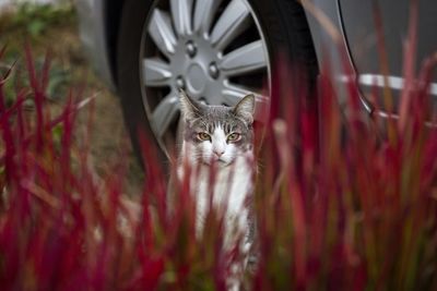 Portrait of cat seen through plants sitting by car