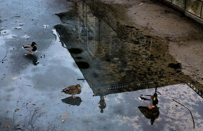 High angle view of birds on puddle