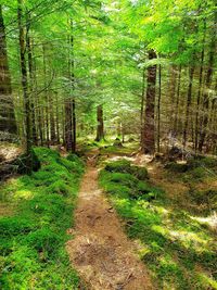 Dirt road amidst trees in forest