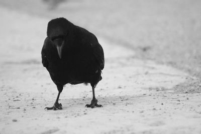 Close-up of bird on sand