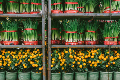 Mandarin orange and plants for sales in market