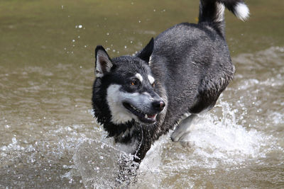 Black dog in a water