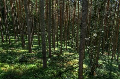 Trees in forest