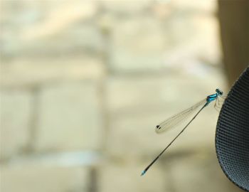 Close-up of insect on white wall