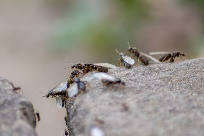 Close-up of insect on rock