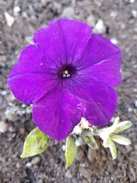 Close-up of purple flowering plant on field