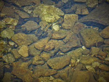 Full frame shot of crocodile in water