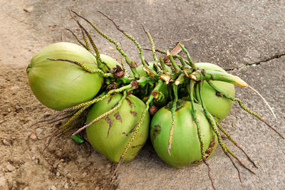 High angle view of coconuts on footpath