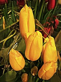 Close-up of yellow flowers