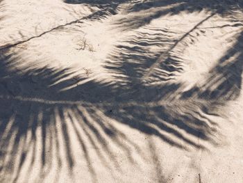Close-up of tree