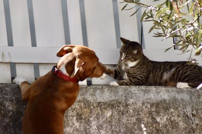 Cats sitting by wall against plants