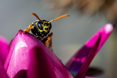 Close-up of insect on pink flower