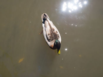 High angle view of duck swimming in lake