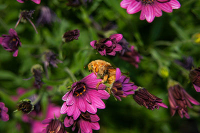 Close-up of bee pollinating on pink flower