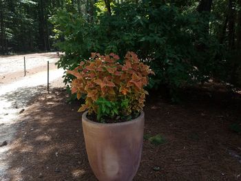 Close-up of potted plant