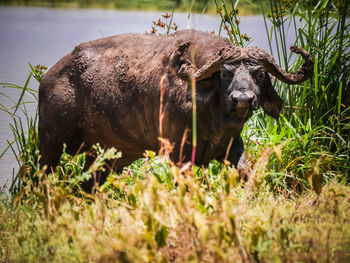 Horse in a field