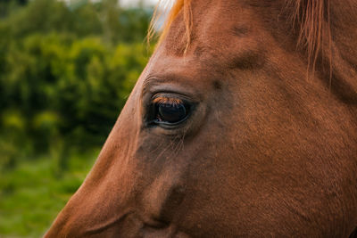 Close-up of a horse