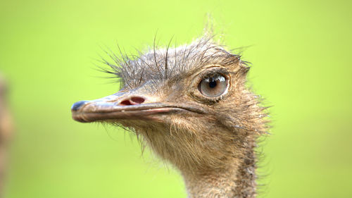 Close-up of a bird looking away