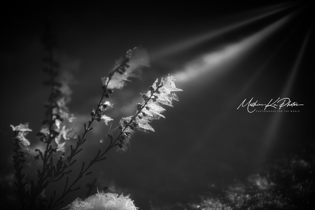 darkness, plant, black and white, nature, monochrome photography, monochrome, no people, beauty in nature, light, tree, sky, night, growth, outdoors, tranquility