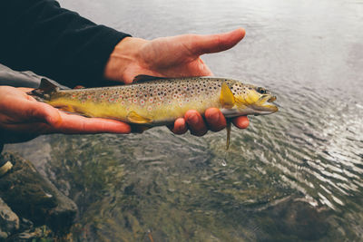 Cropped image of hand holding trout on lakeshore