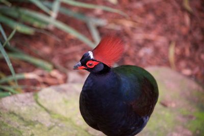 Close-up of bird