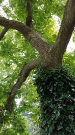 Low angle view of tree