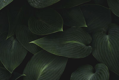 Full frame shot of plant