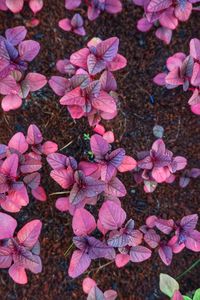 Close-up of pink flowers blooming outdoors